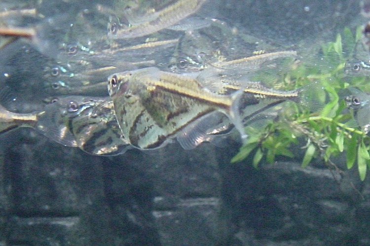 Carnegiella strigata fasciata